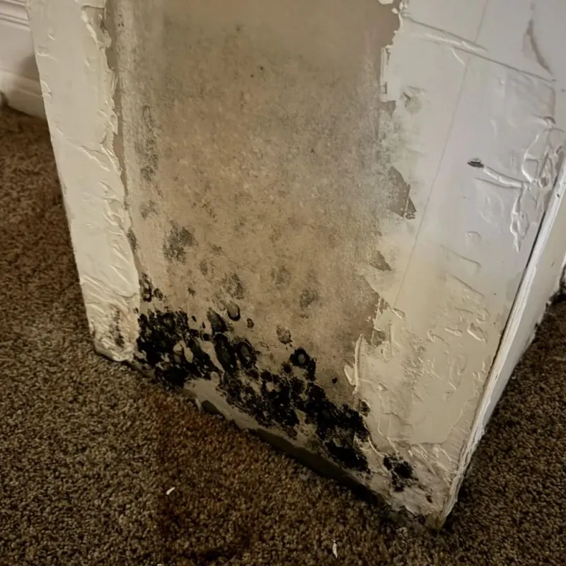 Professional Mold Removal in Mount Pleasant, TX
